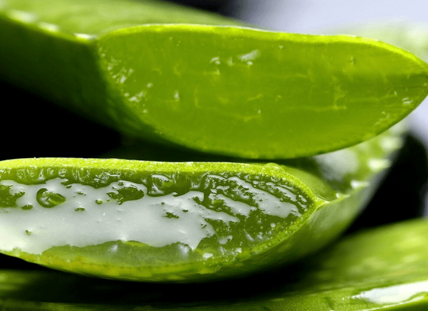 Quels sont les bienfaits de l'Aloe Vera ? - Charlotte Bio Bild